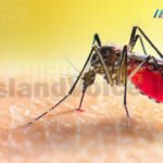 ඩෙංගු , චිකන් ගුන්යා සීඝ්‍රයෙන් පැතිරෙයි දරුවන්ට ඉහළ අවදානමක්