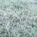 මල් තුහිනෙන් සුදු පැහැ ගැන්වුණු නුවරඑළිය: උෂ්ණත්වය තවදුරටත් පහළට